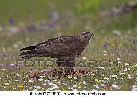 Stock Image - "Buzzard (Buteo buteo) feeding on the carcass of a hare, Extremadura, Spain, Europe". Fotosearch