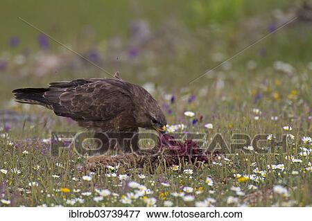 Stock Photo - "Buzzard (Buteo buteo) feeding on the carcass of a hare, Extremadura, Spain, Europe". Fotosearch