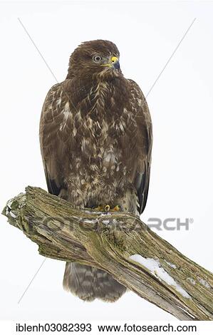 "Buzzard (Buteo buteo), Haren, Emsland, Lower Saxony, Germany, Europe" View Large Photo Image Stock Image - "Buzzard (Buteo buteo), Haren, Emsland, Lower Saxony, Germany, Europe". Fotosearch