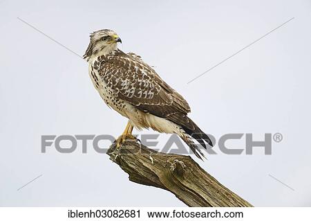 "Buzzard (Buteo buteo), Haren, Emsland, Lower Saxony, Germany, Europe" View Large Photo Image Stock Image - "Buzzard (Buteo buteo), Haren, Emsland, Lower Saxony, Germany, Europe". Fotosearch