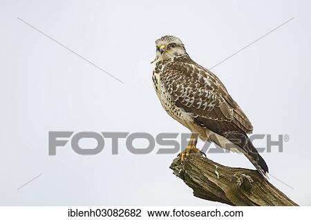"Buzzard (Buteo buteo), Haren, Emsland, Lower Saxony, Germany, Europe" View Large Photo Image Stock Image - "Buzzard (Buteo buteo), Haren, Emsland, Lower Saxony, Germany, Europe". Fotosearch