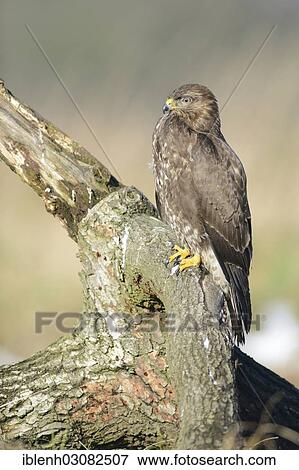 "Buzzard (Buteo buteo), Haren, Emsland, Lower Saxony, Germany, Europe" View Large Photo Image Stock Photo - "Buzzard (Buteo buteo), Haren, Emsland, Lower Saxony, Germany, Europe". Fotosearch