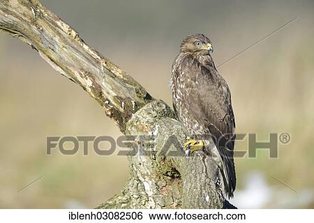 "Buzzard (Buteo buteo), Haren, Emsland, Lower Saxony, Germany, Europe" View Large Photo Image Stock Photograph - "Buzzard (Buteo buteo), Haren, Emsland, Lower Saxony, Germany, Europe". Fotosearch
