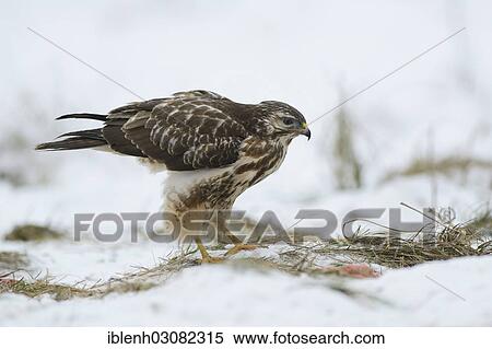 "Buzzard (Buteo buteo), Haren, Emsland, Lower Saxony, Germany, Europe" View Large Photo Image Stock Photography - "Buzzard (Buteo buteo), Haren, Emsland, Lower Saxony, Germany, Europe". Fotosearch