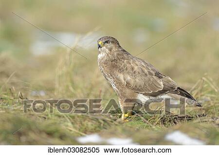 "Buzzard (Buteo buteo), Haren, Emsland, Lower Saxony, Germany, Europe" View Large Photo Image Stock Photography - "Buzzard (Buteo buteo), Haren, Emsland, Lower Saxony, Germany, Europe". Fotosearch