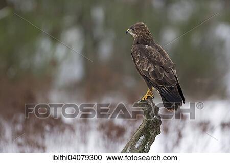 "Buzzard (Buteo buteo) hunting from its perch, Middle Elbe Biosphere Reserve, Saxony-Anhalt, Germany, Europe" View Large Photo Image Stock Image - "Buzzard (Buteo buteo) hunting from its perch, Middle Elbe Biosphere Reserve, Saxony-Anhalt, Germany, Europe". Fotosearch