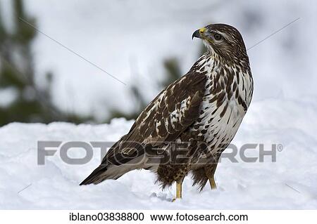 "Buzzard (Buteo buteo) in the snow, Tyrol, Austria, Europe" View Large Photo Image Stock Image - "Buzzard (Buteo buteo) in the snow, Tyrol, Austria, Europe". Fotosearch