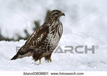 "Buzzard (Buteo buteo) in the snow, Tyrol, Austria, Europe" View Large Photo Image Stock Image - "Buzzard (Buteo buteo) in the snow, Tyrol, Austria, Europe". Fotosearch
