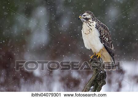 "Buzzard (Buteo buteo), light morph hunting from its perch, Middle Elbe Biosphere Reserve, Saxony-Anhalt, Germany, Europe" View Large Photo Image Stock Image - "Buzzard (Buteo buteo), light morph hunting from its perch, Middle Elbe Biosphere Reserve, Saxony-Anhalt, Germany, Europe". Fotosearch