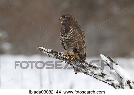 "Buzzard (Buteo buteo) perched on a dead snow-covered branch, Siegerland, Neunkirchen, North Rhine-Westphalia, Germany, Europe" View Large Photo Image Picture - "Buzzard (Buteo buteo) perched on a dead snow-covered branch, Siegerland, Neunkirchen, North Rhine-Westphalia, Germany, Europe". Fotosearch