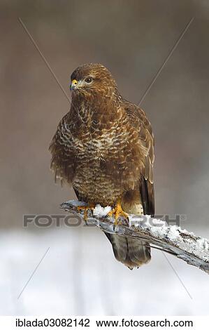 "Buzzard (Buteo buteo) perched on a dead snow-covered branch, Siegerland, Neunkirchen, North Rhine-Westphalia, Germany, Europe" View Large Photo Image Stock Image - "Buzzard (Buteo buteo) perched on a dead snow-covered branch, Siegerland, Neunkirchen, North Rhine-Westphalia, Germany, Europe". Fotosearch