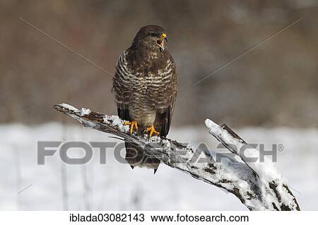 "Buzzard (Buteo buteo) perched on a dead snow-covered branch, Siegerland, Neunkirchen, North Rhine-Westphalia, Germany, Europe" View Large Photo Image Stock Image - "Buzzard (Buteo buteo) perched on a dead snow-covered branch, Siegerland, Neunkirchen, North Rhine-Westphalia, Germany, Europe". Fotosearch