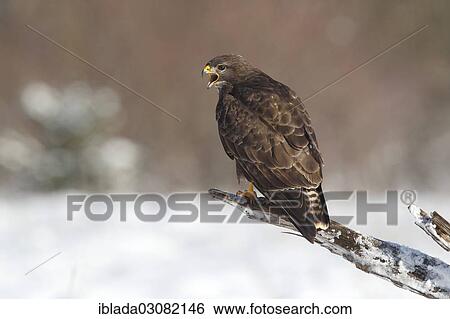 "Buzzard (Buteo buteo) perched on a dead snow-covered branch, Siegerland, Neunkirchen, North Rhine-Westphalia, Germany, Europe" View Large Photo Image Stock Photograph - "Buzzard (Buteo buteo) perched on a dead snow-covered branch, Siegerland, Neunkirchen, North Rhine-Westphalia, Germany, Europe". Fotosearch