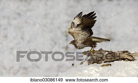 "Buzzard (Buteo buteo), taking off, Tyrol, Austria, Europe" View Large Photo Image Stock Photo - "Buzzard (Buteo buteo), taking off, Tyrol, Austria, Europe". Fotosearch