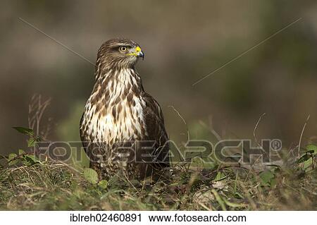 "Buzzard (Buteo buteo), Terfener Forchat, Terfens, Tyrol, Austria, Europe" View Large Photo Image Stock Image - "Buzzard (Buteo buteo), Terfener Forchat, Terfens, Tyrol, Austria, Europe". Fotosearch