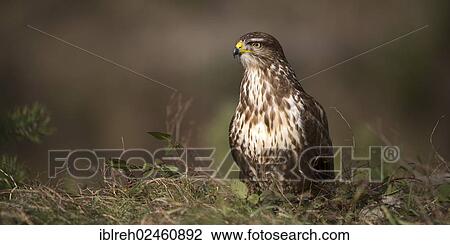 "Buzzard (Buteo buteo), Terfener Forchat, Terfens, Tyrol, Austria, Europe" View Large Photo Image Stock Image - "Buzzard (Buteo buteo), Terfener Forchat, Terfens, Tyrol, Austria, Europe". Fotosearch