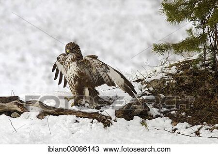 "Buzzard (Buteo buteo), Tyrol, Austria, Europe" View Large Photo Image Stock Image - "Buzzard (Buteo buteo), Tyrol, Austria, Europe". Fotosearch