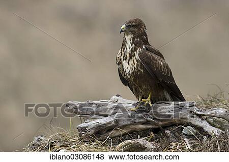 "Buzzard (Buteo buteo), Tyrol, Austria, Europe" View Large Photo Image Stock Photo - "Buzzard (Buteo buteo), Tyrol, Austria, Europe". Fotosearch
