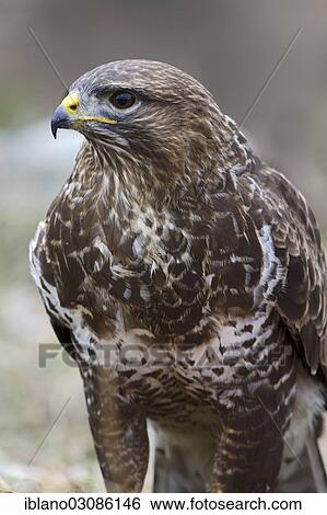 "Buzzard (Buteo buteo), Tyrol, Austria, Europe" View Large Photo Image Stock Photograph - "Buzzard (Buteo buteo), Tyrol, Austria, Europe". Fotosearch