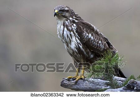 "Buzzard (Buteo buteo), Vomperbach, Tyrol, Austria, Europe" View Large Photo Image Stock Image - "Buzzard (Buteo buteo), Vomperbach, Tyrol, Austria, Europe". Fotosearch