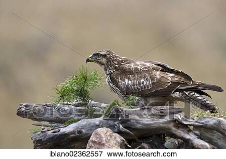 "Buzzard (Buteo buteo), Vomperbach, Tyrol, Austria, Europe" View Large Photo Image Stock Photo - "Buzzard (Buteo buteo), Vomperbach, Tyrol, Austria, Europe". Fotosearch