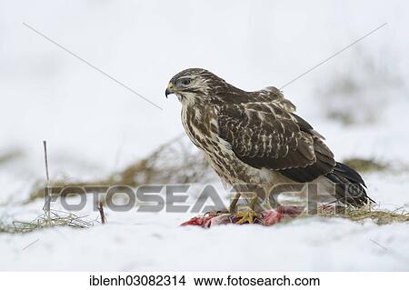 "Buzzard (Buteo buteo) with prey in its talons, on the ground, Haren, Emsland, Lower Saxony, Germany, Europe" View Large Photo Image Picture - "Buzzard (Buteo buteo) with prey in its talons, on the ground, Haren, Emsland, Lower Saxony, Germany, Europe". Fotosearch