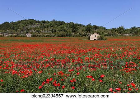 "Cabana and poppy field near Millau, Parc Naturel Regional des Grands Causses, Natural Regional Park of Grands Causses, Aveyron, Midi Pyrenees, France, Europe" View Large Photo Image Stock Photo - "Cabana and poppy field near Millau, Parc Naturel Regional des Grands Causses, Natural Regional Park of Grands Causses, Aveyron, Midi Pyrenees, France, Europe". Fotosearch