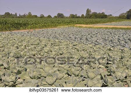 "Cabbage crops (Brassica oleracea alba) on the Route de la Choucroute, Sauerkraut Route, near Krautergersheim, Departement Bas-Rhin, Alsace, France, Europe" View Large Photo Image Stock Image - "Cabbage crops (Brassica oleracea alba) on the Route de la Choucroute, Sauerkraut Route, near Krautergersheim, Departement Bas-Rhin, Alsace, France, Europe". Fotosearch