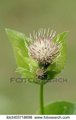 Stock Photo - "Cabbage Thistle (Cirsium oleraceum), flower, Upper Bavaria, Bavaria, Germany, Europe". Fotosearch