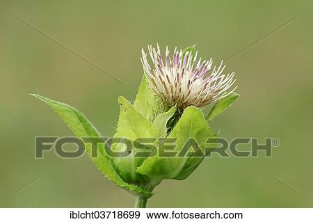 "Cabbage Thistle (Cirsium oleraceum), flower, Upper Bavaria, Bavaria, Germany, Europe" View Large Photo Image Stock Photo - "Cabbage Thistle (Cirsium oleraceum), flower, Upper Bavaria, Bavaria, Germany, Europe". Fotosearch
