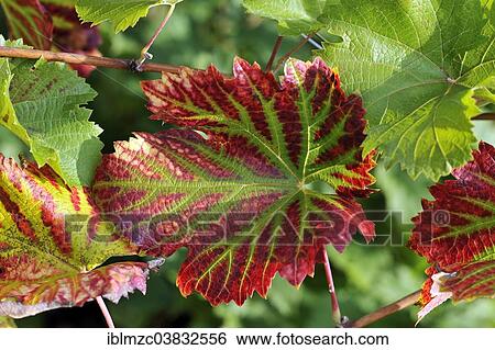 "Cabernet Cortis vine leaf in autumn coloring, Mainau, Baden-Wurttemberg, Germany, Europe" View Large Photo Image Stock Photograph - "Cabernet Cortis vine leaf in autumn coloring, Mainau, Baden-Wurttemberg, Germany, Europe". Fotosearch