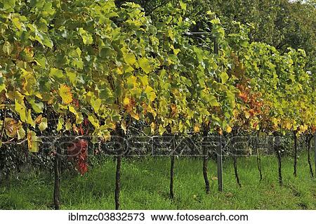 "Cabernet Cortis vines in autumn coloring, Mainau, Baden-Wurttemberg, Germany, Europe" View Large Photo Image Stock Image - "Cabernet Cortis vines in autumn coloring, Mainau, Baden-Wurttemberg, Germany, Europe". Fotosearch