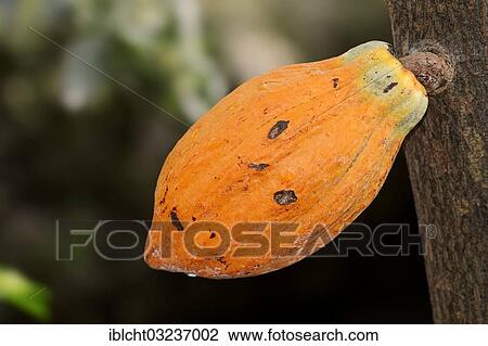 "Cacao fruit growing on a cocoa tree (Theobroma cacao), North Rhine-Westphalia, Germany, Europe" View Large Photo Image Stock Image - "Cacao fruit growing on a cocoa tree (Theobroma cacao), North Rhine-Westphalia, Germany, Europe". Fotosearch
