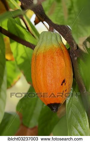 "Cacao fruit growing on a cocoa tree (Theobroma cacao), North Rhine-Westphalia, Germany, Europe" View Large Photo Image Stock Image - "Cacao fruit growing on a cocoa tree (Theobroma cacao), North Rhine-Westphalia, Germany, Europe". Fotosearch