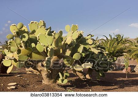 "Cacti (Cactaceae) in Las Playitas, Fuerteventura, Canary Islands, Spain, Europe" View Large Photo Image Picture - "Cacti (Cactaceae) in Las Playitas, Fuerteventura, Canary Islands, Spain, Europe". Fotosearch