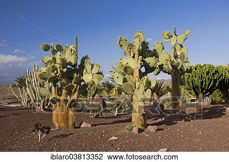 "Cacti (Cactaceae) in Las Playitas, Fuerteventura, Canary Islands, Spain, Europe" View Large Photo Image Stock Image - "Cacti (Cactaceae) in Las Playitas, Fuerteventura, Canary Islands, Spain, Europe". Fotosearch