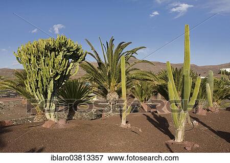 Stock Photo - "Cacti (Cactaceae) in Las Playitas, Fuerteventura, Canary Islands, Spain, Europe". Fotosearch