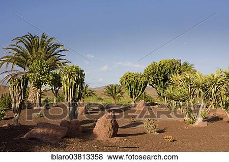 "Cacti (Cactaceae) in Las Playitas, Fuerteventura, Canary Islands, Spain, Europe" View Large Photo Image Stock Photo - "Cacti (Cactaceae) in Las Playitas, Fuerteventura, Canary Islands, Spain, Europe". Fotosearch