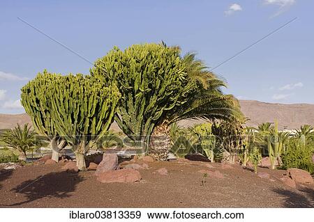 "Cacti (Cactaceae) in Las Playitas, Fuerteventura, Canary Islands, Spain, Europe" View Large Photo Image Stock Photo - "Cacti (Cactaceae) in Las Playitas, Fuerteventura, Canary Islands, Spain, Europe". Fotosearch