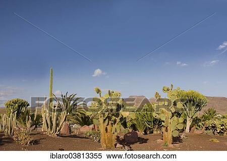 "Cacti (Cactaceae) in Las Playitas, Fuerteventura, Canary Islands, Spain, Europe" View Large Photo Image Stock Photography - "Cacti (Cactaceae) in Las Playitas, Fuerteventura, Canary Islands, Spain, Europe". Fotosearch