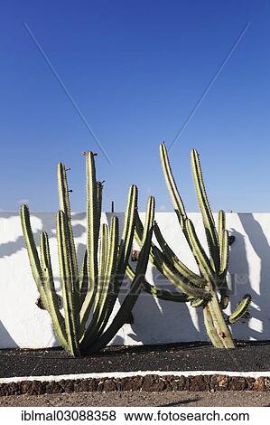 "Cacti in the lava gardens of the Centro de Artesania Molino de Antigua, open-air museum, Antigua, Fuerteventura, Canary Islands, Spain, Europe" View Large Photo Image Stock Photo - "Cacti in the lava gardens of the Centro de Artesania Molino de Antigua, open-air museum, Antigua, Fuerteventura, Canary Islands, Spain, Europe". Fotosearch
