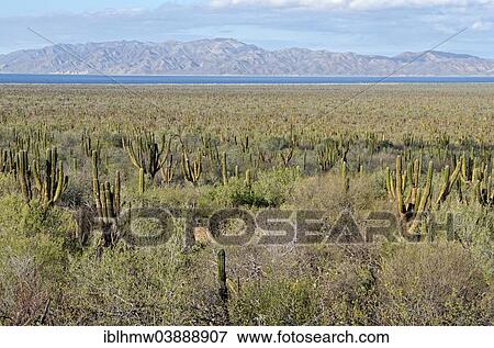 "Cacti steppe with Cardon cacti, or Candelabra cacti, plain near Los Planes with Cerralvo island, Baja California Sur, Mexico, North America" View Large Photo Image Stock Photo - "Cacti steppe with Cardon cacti, or Candelabra cacti, plain near Los Planes with Cerralvo island, Baja California Sur, Mexico, North America". Fotosearch