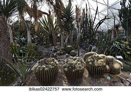 Cacti vegetation with Golden Barrel Cactus or Mother-in-Law's Cushion (Echonocactus grusonii), plant display house, Grugapark, Essen, North Rhine-Westphalia, Germany, Europe View Large Photo Image Stock Photo - Cacti vegetation with Golden Barrel Cactus or Mother-in-Law's Cushion (Echonocactus grusonii), plant display house, Grugapark, Essen, North Rhine-Westphalia, Germany, Europe. Fotosearch