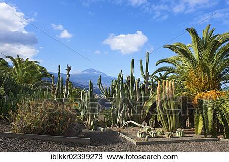 "Cactus garden in El Sauzal with a view towards Mount Teide, Tenerife, Canary Islands, Spain, Europe" View Large Photo Image Stock Image - "Cactus garden in El Sauzal with a view towards Mount Teide, Tenerife, Canary Islands, Spain, Europe". Fotosearch