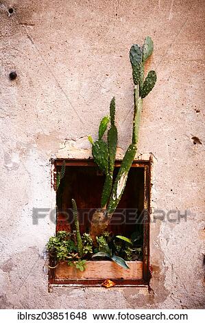 Cactus growing at a wall View Large Photo Image Stock Photo - Cactus growing at a wall. Fotosearch