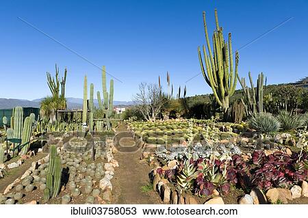 "Cactus nursery, Worcester, Western Cape, South Africa, Africa" View Large Photo Image Stock Image - "Cactus nursery, Worcester, Western Cape, South Africa, Africa". Fotosearch