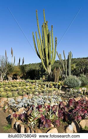 "Cactus nursery, Worcester, Western Cape, South Africa, Africa" View Large Photo Image Stock Photo - "Cactus nursery, Worcester, Western Cape, South Africa, Africa". Fotosearch