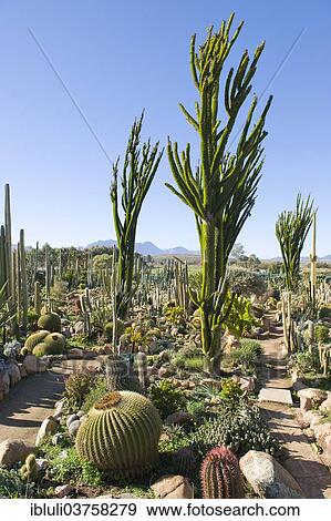 "Cactus nursery, Worcester, Western Cape, South Africa, Africa" View Large Photo Image Stock Photo - "Cactus nursery, Worcester, Western Cape, South Africa, Africa". Fotosearch