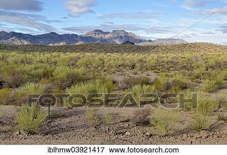 Stock Photo - "Cactus steppe in front of the Sierra de la Giganta, Highway 1 between Loreto and Mulege, Baja California Sur, Mexico, North America". Fotosearch
