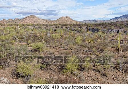 "Cactus steppe in front of the Sierra de la Giganta, Highway 1 between Loreto and Mulege, Baja California Sur, Mexico, North America" View Large Photo Image Stock Photo - "Cactus steppe in front of the Sierra de la Giganta, Highway 1 between Loreto and Mulege, Baja California Sur, Mexico, North America". Fotosearch
